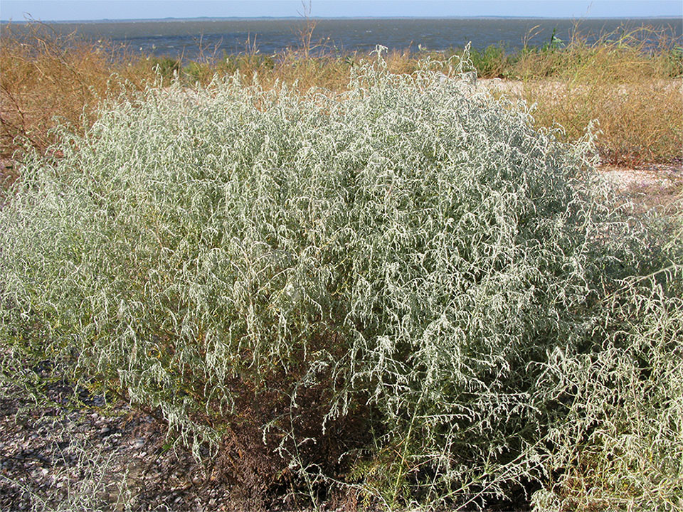 Image of Artemisia santonicum specimen.