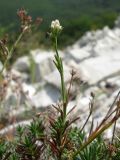 Asperula lipskyana. Генеративный побег с нераспустившимся соцветием. Краснодарский край, Абинский р-н, окр. станицы Шапсугская, мергелевый карьер. 18.08.2013.