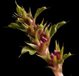 Amaranthus albus