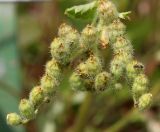 Boykinia rotundifolia