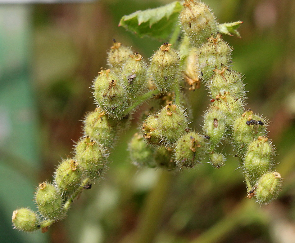 Image of Boykinia rotundifolia specimen.