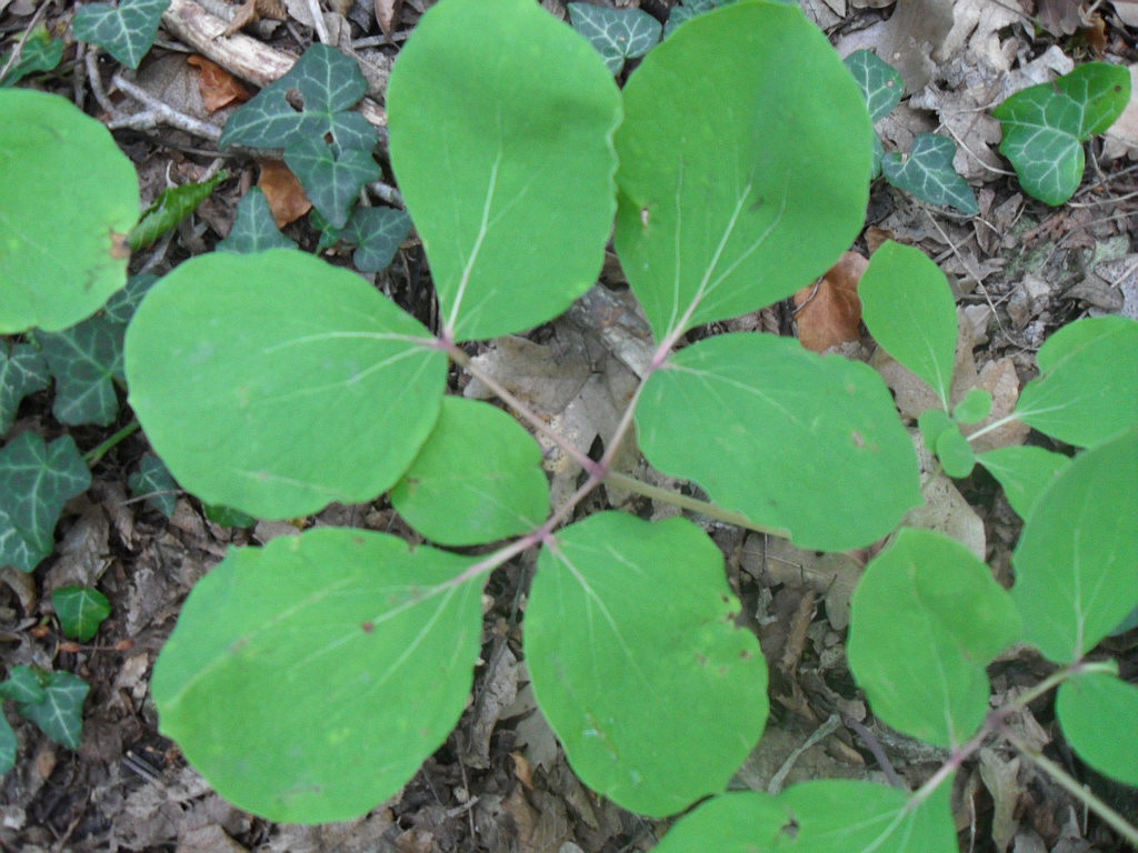 Image of Paeonia daurica specimen.