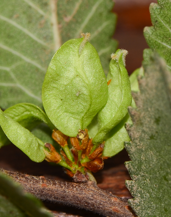 Изображение особи Ulmus parvifolia.