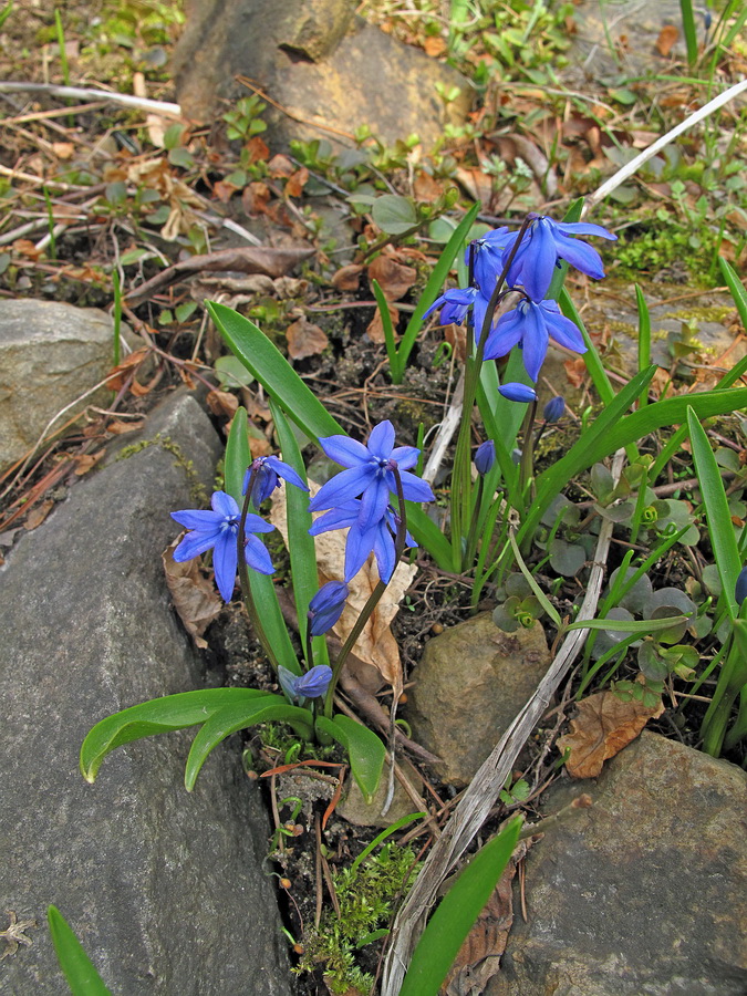 Image of Scilla siberica specimen.