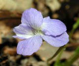 Viola collina. Цветок. Приморский край, Спасский р-н, окр. с. Хвалынка. 07.05.2013.