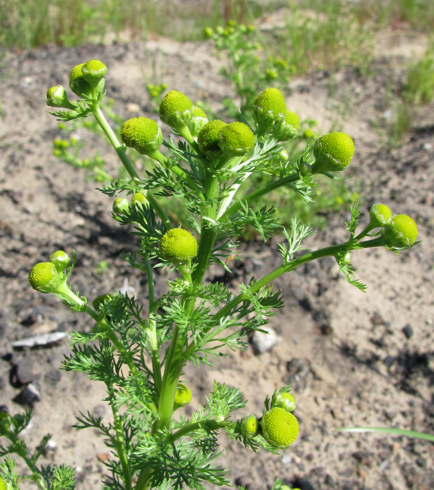 Image of Matricaria discoidea specimen.