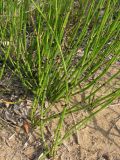 Equisetum &times; moorei