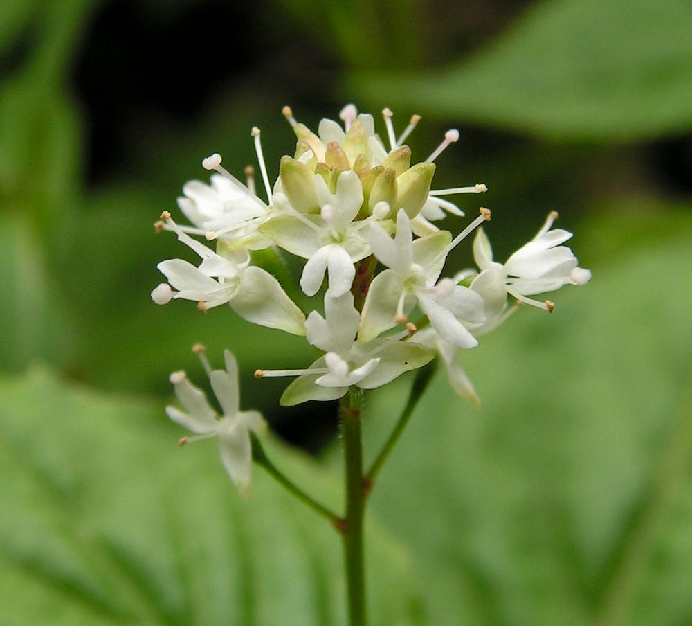 Image of Circaea alpina specimen.