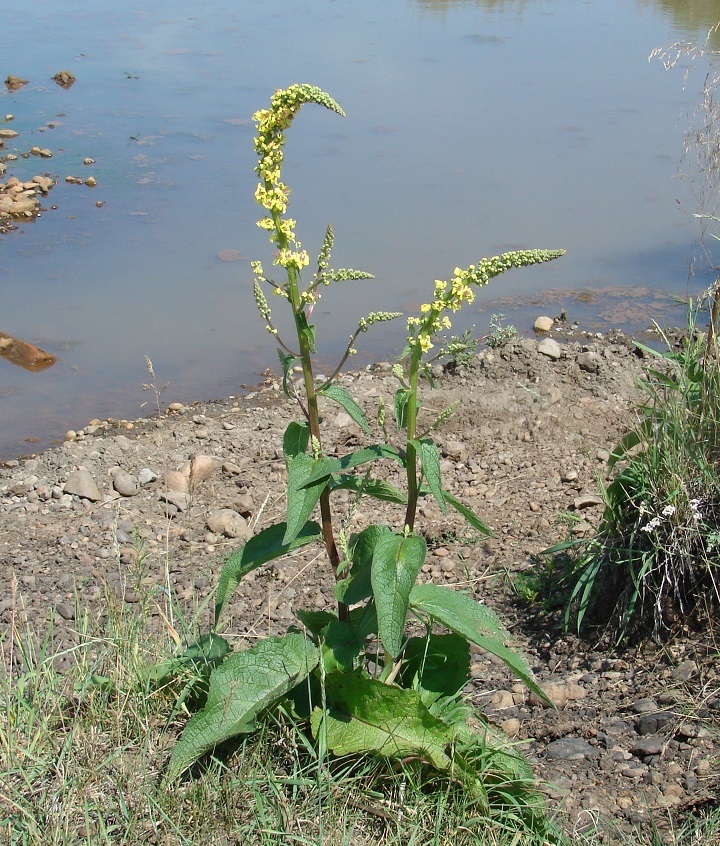 Image of Verbascum nigrum specimen.