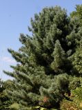 Pinus koraiensis. Крона дерева. Германия, г. Дюссельдорф, Ботанический сад университета. 04.09.2013.