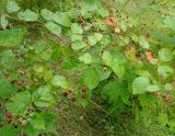 Rubus nessensis. Ветвь с соплодиями с плодами разной степени зрелости. Латвия, Юрмала, песчаные дюны в р-не станции Лиелупе. 01.08.2013.