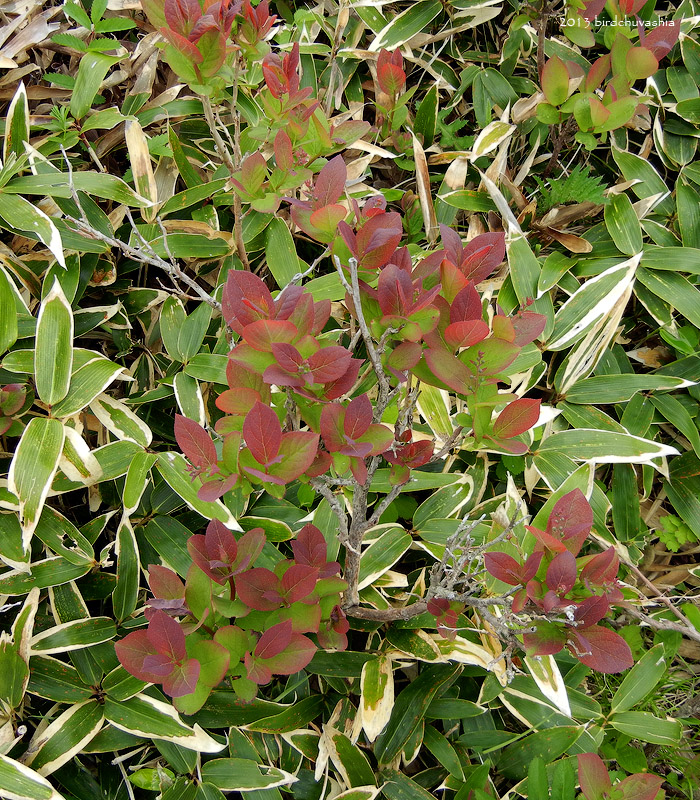 Image of Eubotryoides grayana specimen.