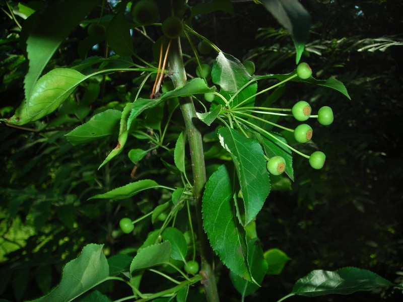 Изображение особи Malus baccata.