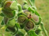 Cynoglossum officinale. Плод. Нидерланды, провинция Friesland, остров Schiermonnikoog, в приморских дюнах. 9 июня 2007 г.