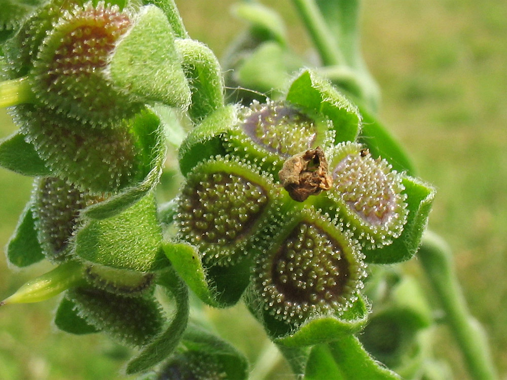 Изображение особи Cynoglossum officinale.