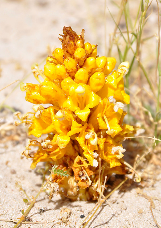 Image of Cistanche tubulosa specimen.
