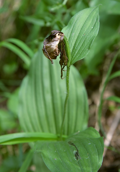 Image of Cypripedium calceolus specimen.