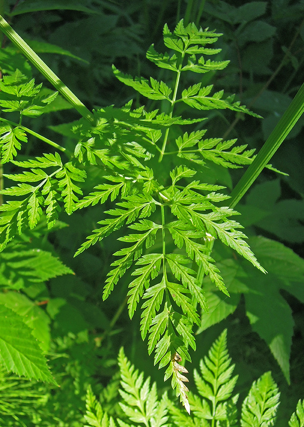 Изображение особи Anthriscus sylvestris.