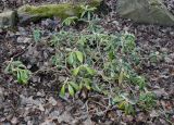 Rhododendron yakushimanum