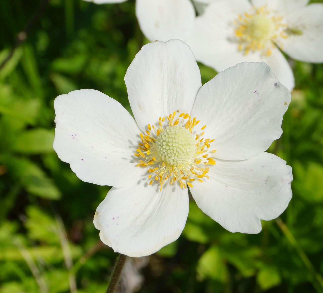Image of Anemone sylvestris specimen.