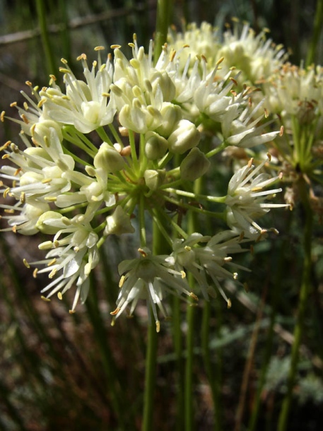 Изображение особи Allium flavescens.