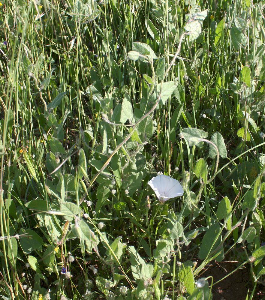 Image of Convolvulus betonicifolius specimen.