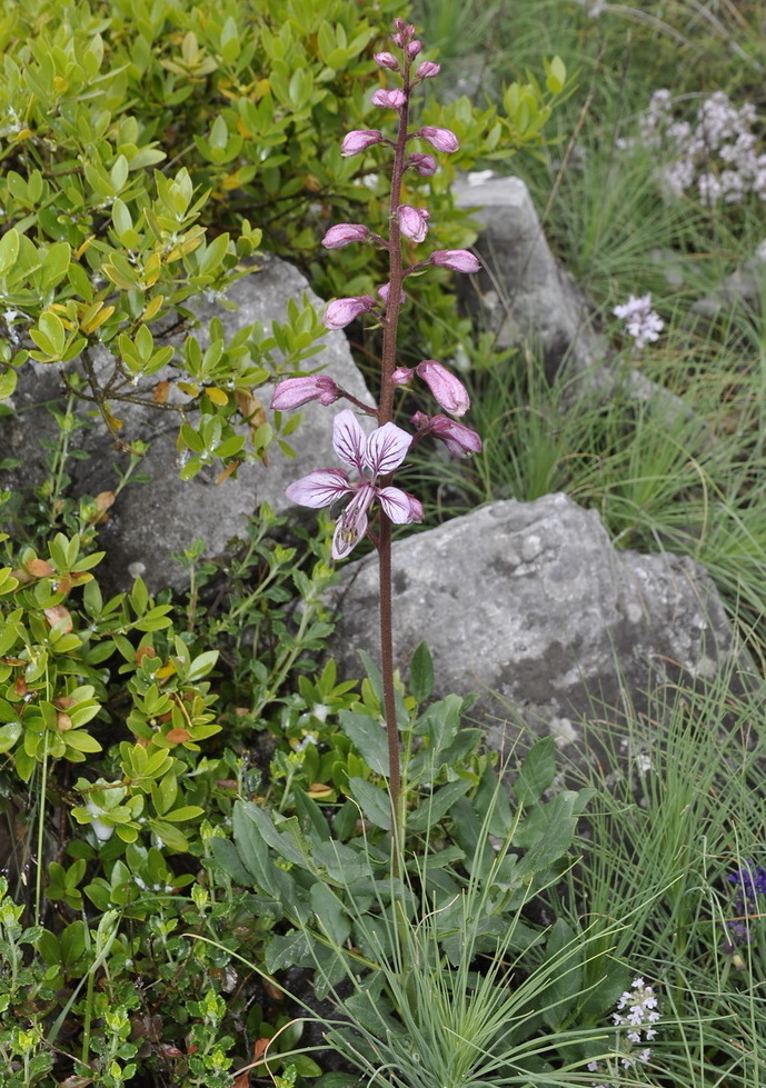 Image of Dictamnus albus specimen.