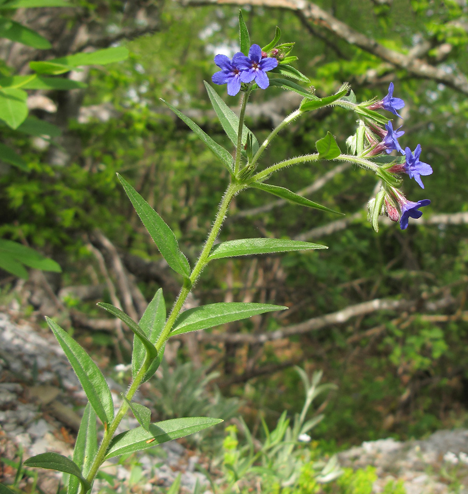 Image of Aegonychon purpureocaeruleum specimen.