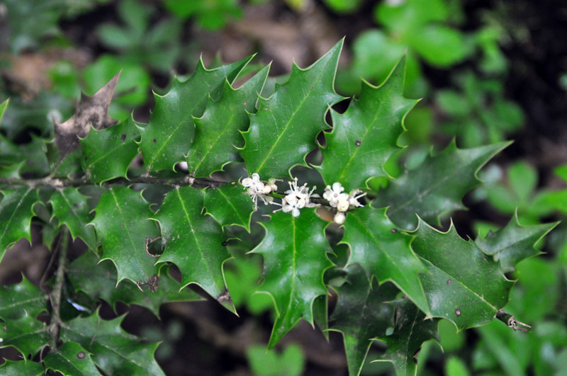 Image of Ilex colchica specimen.