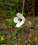 Papaver albiflorum. Верхушка побега с цветком. Крым, Карадагский заповедник, биостанция. 26 апреля 2014 г.