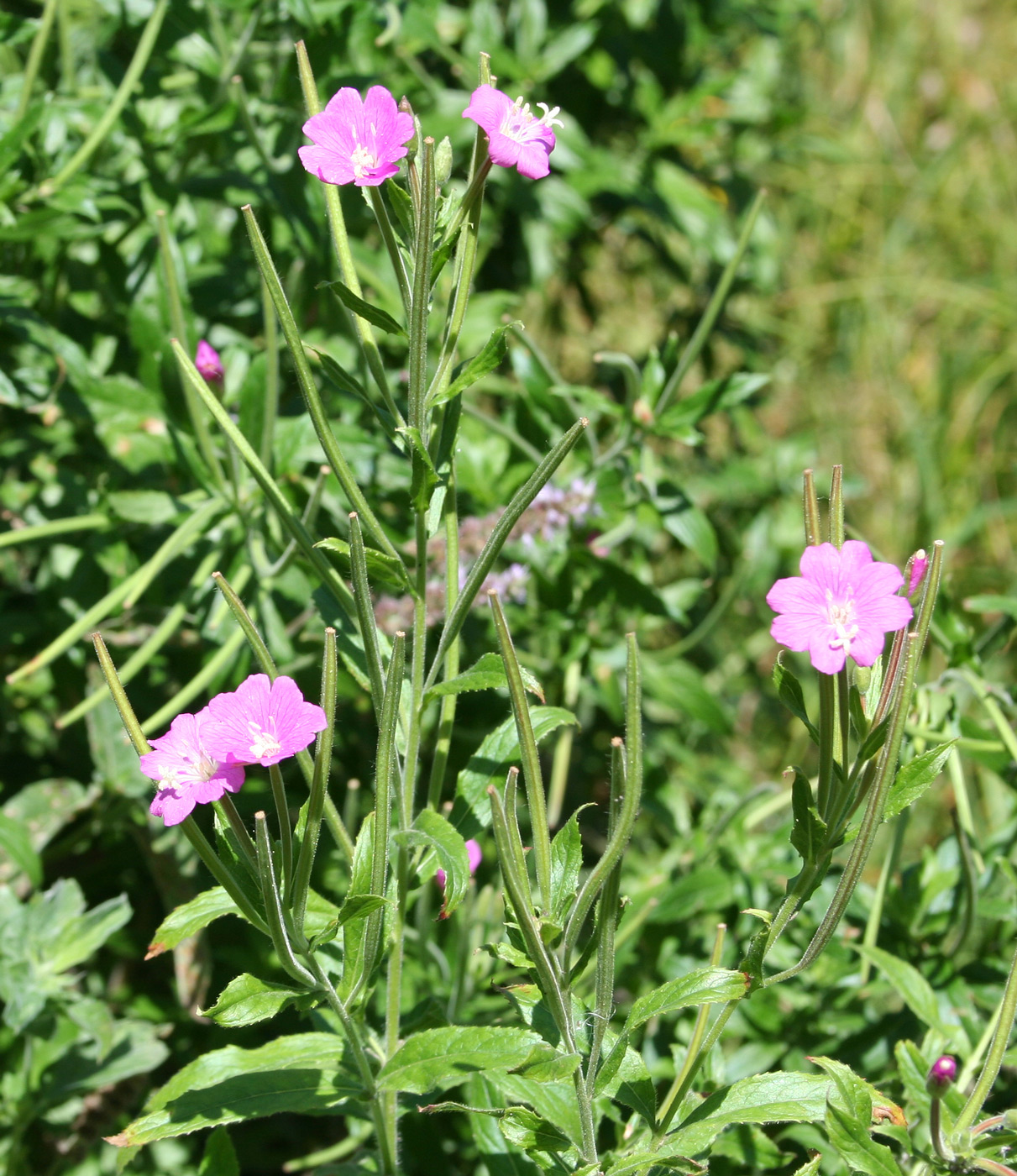 Image of Epilobium hirsutum specimen.