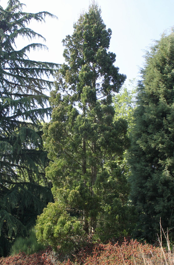 Image of Austrocedrus chilensis specimen.