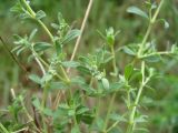 Herniaria разновидность angustifolia