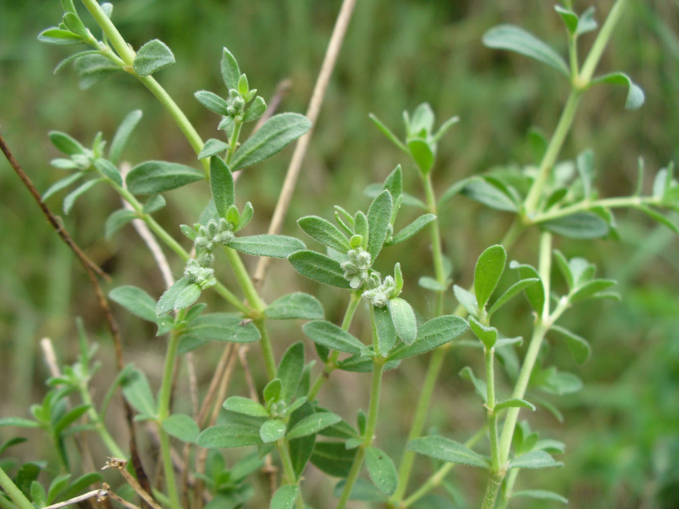 Image of Herniaria incana var. angustifolia specimen.