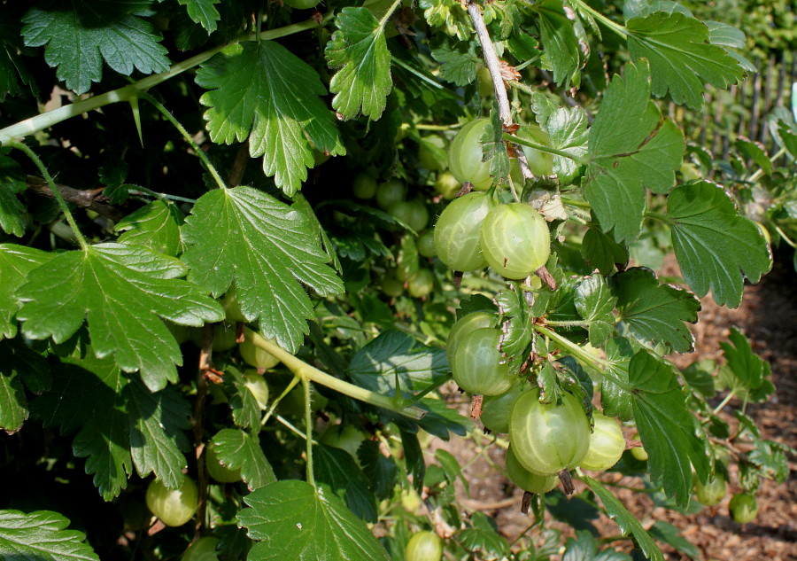 Изображение особи Grossularia uva-crispa.