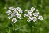 Achillea impatiens