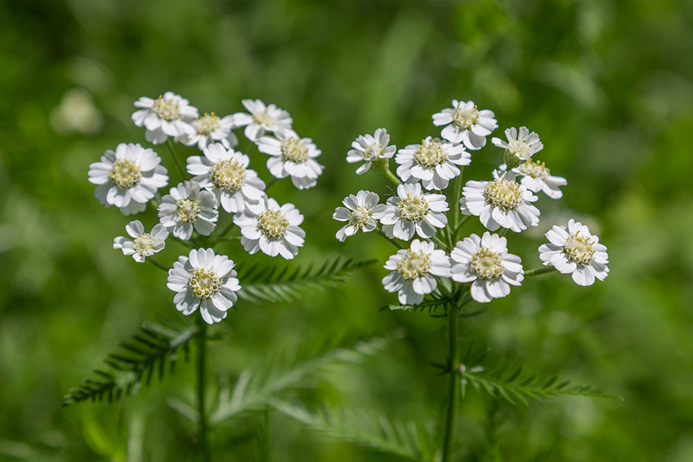 Изображение особи Achillea impatiens.