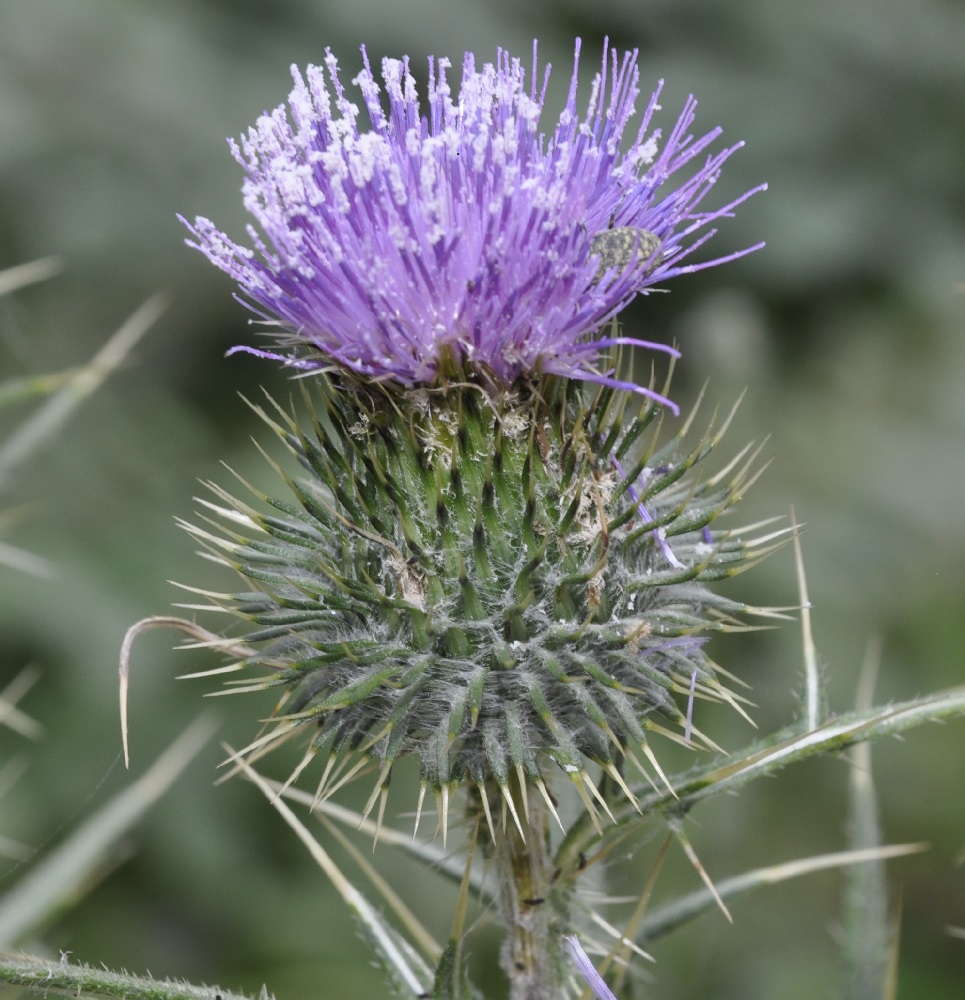 Изображение особи род Cirsium.