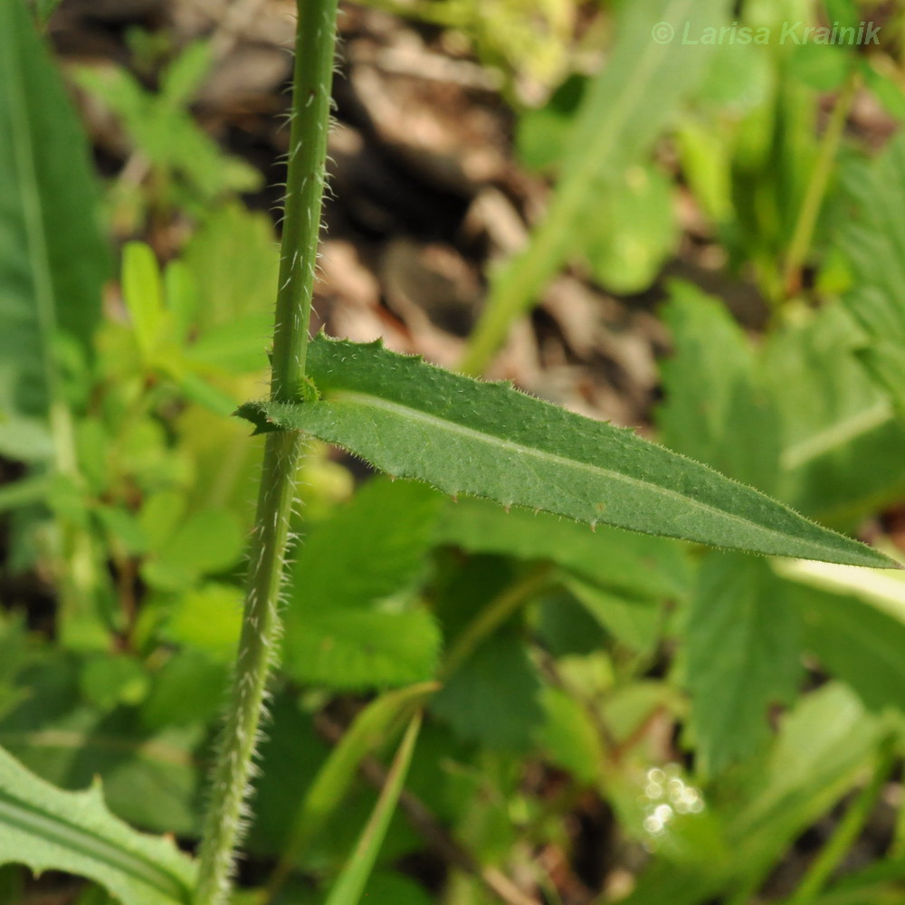 Image of Cichorium intybus specimen.