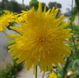 Sonchus arvensis ssp. uliginosus