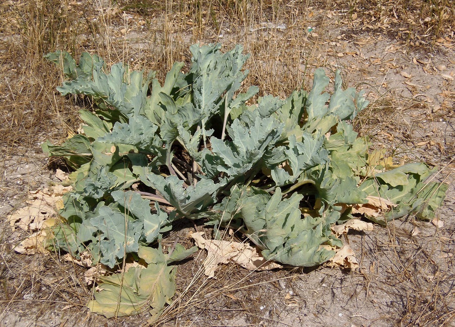 Изображение особи Crambe maritima.