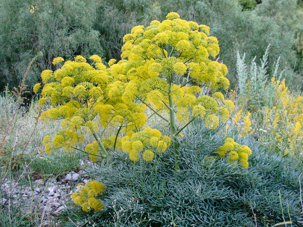 Image of Ferula penninervis specimen.