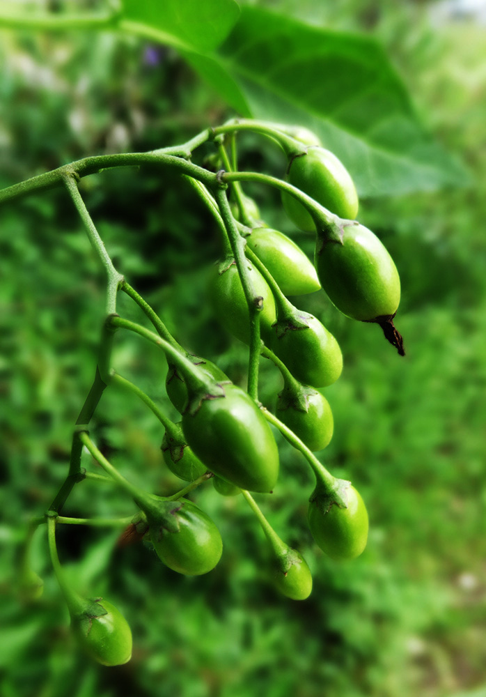 Image of Solanum dulcamara specimen.