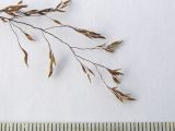 Agrostis clavata