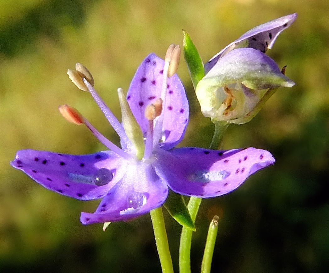 Image of Ophelia tetrapetala specimen.