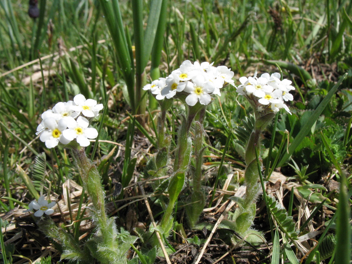 Изображение особи Eritrichium villosum.
