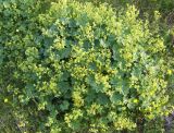 Alchemilla monticola