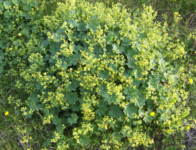 Изображение особи Alchemilla monticola.