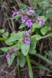 Clinopodium caucasicum