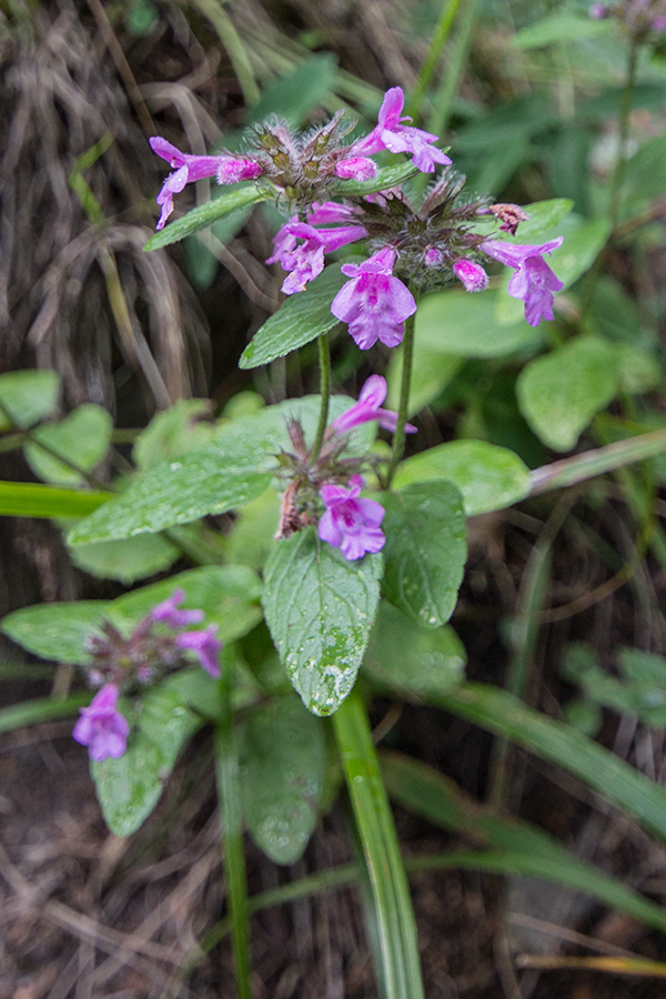 Изображение особи Clinopodium caucasicum.